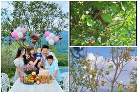 Khu vườn ngập cây trái trong biệt thự trên núi của Mạnh Trường 