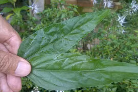 Rau mọc bờ rào xưa không ai ngó nay cả trăm nghìn/kg dân phố thích mê