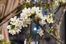 Mận rừng xuống phố 'ngóng' khách chơi Tết sớm 