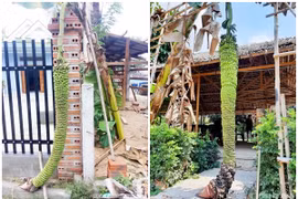 Kinh ngạc những cây chuối hơn trăm nải gây xôn xao của nông dân Việt