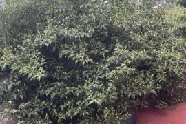 Cận cảnh cây ớt “cổ thụ” khiến 3 triệu người tò mò