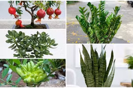 5 loại cây trồng trong nhà như "nam châm hút lộc"