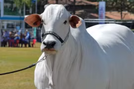 Điều ít biết về con bò giá hơn 100 tỷ đồng