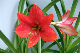 5 loại hoa "bất tử", không cần chăm vẫn nở quanh năm