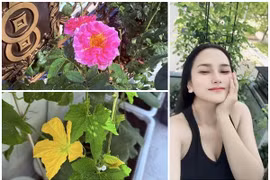 Khu vườn rực rỡ sắc hoa của "nhạc sĩ giàu nhất Việt Nam"