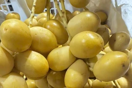 Nguồn gốc chà là tươi vài chục nghìn đồng/kg bán đầy chợ mạng