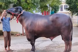 Sửng sốt con trâu được trả 30 tỷ, chủ "kiêu" không bán 