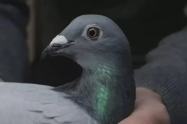 Đại gia "vung" hơn 12 tỷ đồng mua một con chim bồ câu 