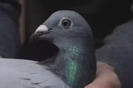 Đại gia "vung" hơn 12 tỷ đồng mua một con chim bồ câu 