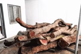 Tận thấy loại gỗ xưa làm củi đun nay giá 50 tỷ đồng