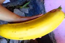 "Tròn mắt" những quả chuối khổng lồ cả nhà ăn không hết 