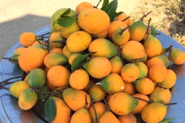 Quả dại trong rừng từng "bị bỏ quên" nay đắt hơn nho Mỹ