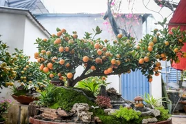 Quất tiểu cảnh chục triệu 'cháy hàng' dịp Tết Bính Ngọ 2026