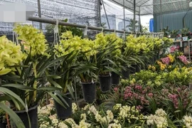 Thủ phủ cây cảnh miền Bắc tấp nập kẻ bán người mua ngày cận Tết