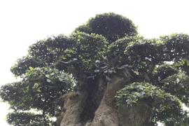 View - Hôn nhân viên mãn, cuộc sống giàu sang của Mai Thu Huyền | Báo Tri thức và Cuộc sống - TIN TỨC PHỔ BIẾN KIẾN THỨC 24H