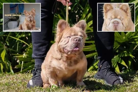 Tận mục chú chó hơn 3 tỷ đồng hút hàng chục nghìn người hâm mộ 