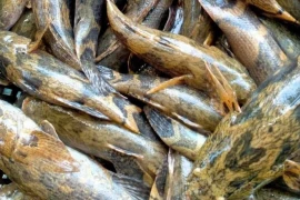 Loại cá nhìn tối thui, nửa triệu đồng/kg vẫn 'đắt như tôm tươi'