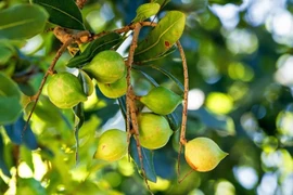 Loại hạt đắt bậc nhất thế giới, có sẵn tại Việt Nam 