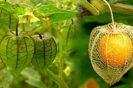 Bất ngờ quả dại ở Việt Nam sang Nhật gần 3 triệu đồng/kg 