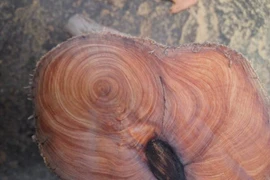 Tận thấy loại gỗ thơm nghìn năm, đắt bậc nhất thế giới