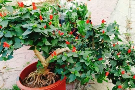 Cây dại mọc bờ rào 'lên chậu' thành bonsai trăm triệu 