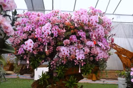 Lan ghép gỗ lũa chục triệu xuống phố phục vụ khách chơi Tết Bính Ngọ 2026