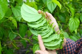 Ghé thăm ngôi làng tất bật 'đếm lá tính tiền' dịp cận Tết