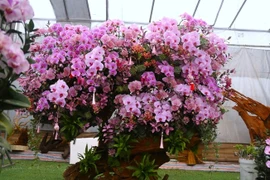 Lan ghép gỗ lũa chục triệu xuống phố phục vụ khách chơi Tết Bính Ngọ 2026