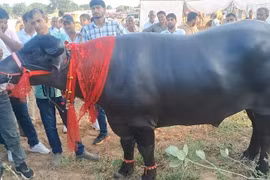 Con trâu được trả 9 tỷ đồng, chủ nhân quyết không bán
