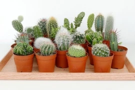 5 loại cây không nên đặt trong phòng ngủ 