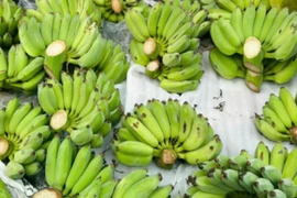 'Cháy hàng' chuối xanh lộc tài 700.000/nải
