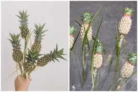 Dứa cảnh mini giá nửa triệu đồng/bó vẫn được săn lùng