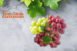 [INFOGRAPHIC] 4 loại nho Trung Quốc giá rẻ bán đầy chợ Việt 