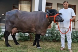 Con trâu được trả gần nửa tỷ, chủ nhân quyết không bán