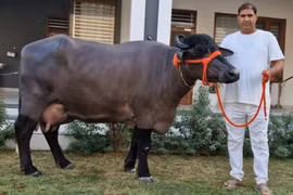 Con trâu được trả gần nửa tỷ, chủ nhân quyết không bán