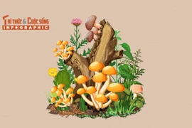 [INFOGRAPHIC] 3 loại nấm đắt đỏ tại Việt Nam