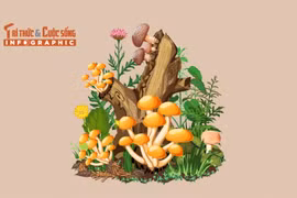 [INFOGRAPHIC] 3 loại nấm đắt đỏ tại Việt Nam