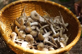 "Lộc trời" mọc nửa đêm gần triệu đồng/kg vẫn hút khách 