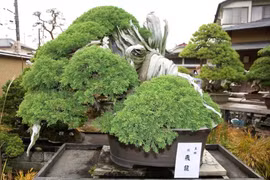 Chiêm ngưỡng 5 tác phẩm bonsai cổ nhất thế giới 