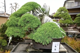 Chiêm ngưỡng 5 tác phẩm bonsai cổ nhất thế giới 