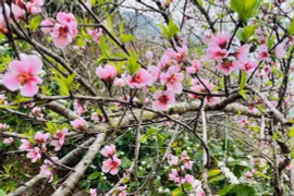 Cách chọn mua đào đẹp, phù hợp từng không gian dịp Tết