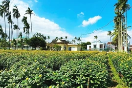 Loài cúc lạ đắt gấp 3 cúc thường 'cháy hàng' dịp Tết Bính Ngọ 2026