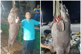 Bắt được cá mú hơn 1 tạ, người đàn ông bán vội gần 130 triệu đồng