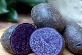 Tận mục giống khoai tây tím độc lạ gần 200.000 đồng/kg