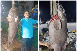 Bắt được cá mú hơn 1 tạ, người đàn ông bán vội gần 130 triệu đồng