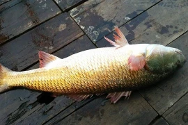 Loài cá tiền tỷ ở Việt Nam, nhà giàu 'săn lùng' khắp nơi 