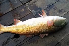 Loài cá tiền tỷ ở Việt Nam, nhà giàu 'săn lùng' khắp nơi 