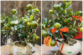 Hơn trăm nghìn đồng một chậu quất mini chơi Tết Bính Ngọ 2026 