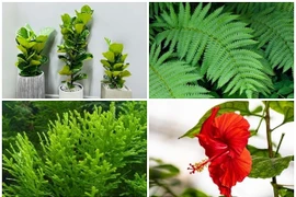 4 loại cây lọc không khí nhưng không nên trồng trong nhà