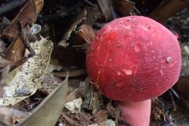 "Lộc trời" chỉ xuất hiện ban đêm giá triệu đồng/kg vẫn "cháy hàng" 